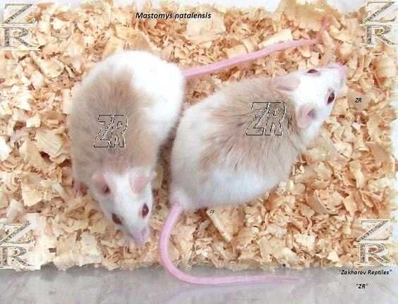 Кормовые крысята - Мастомисы. Киев, от 10 шт.