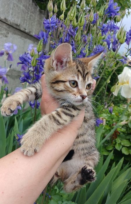 Котенок в поисках семьи. Кошечка ищет дом