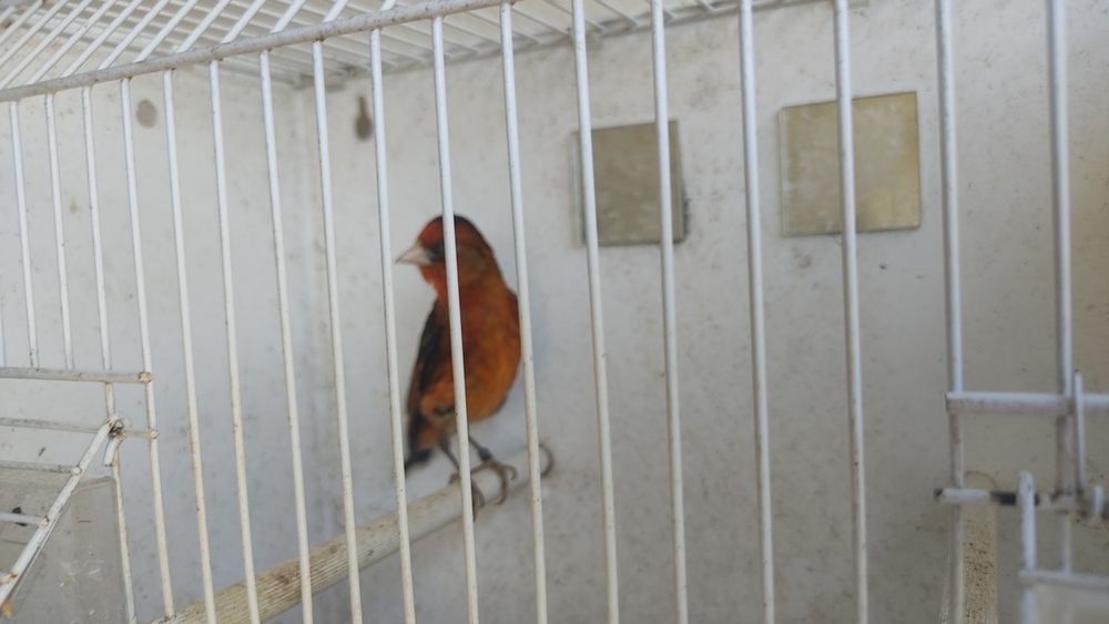 Híbrido de canário/pinta