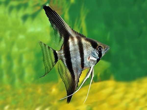 Żaglowiec skalar - Pterophyllum scalare - dowozimy, wysyłamy