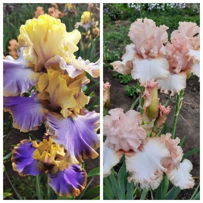 Ирисы сортовые ,высокорослые, набор.