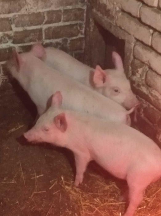 продам домашніх поросят