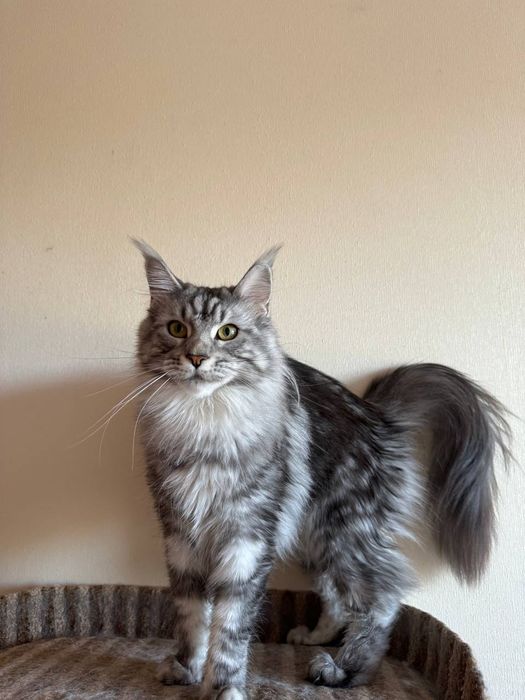 Котята мейн кунята