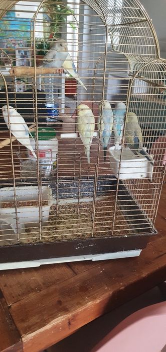 Piriquitos australianos