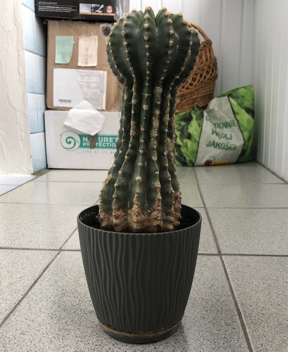 Кактуси в ринках