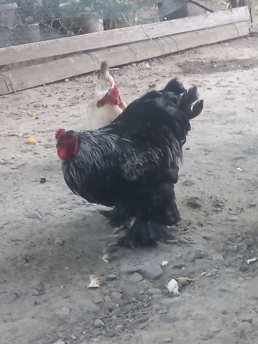 Колумбійська брама півні