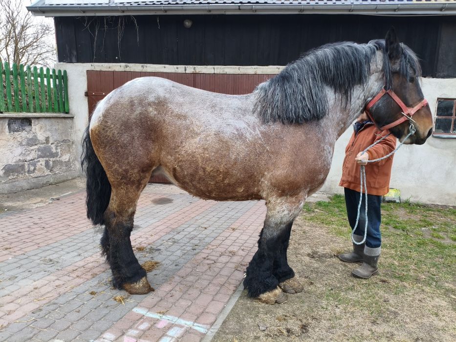 Sprzedam klacz belgijską