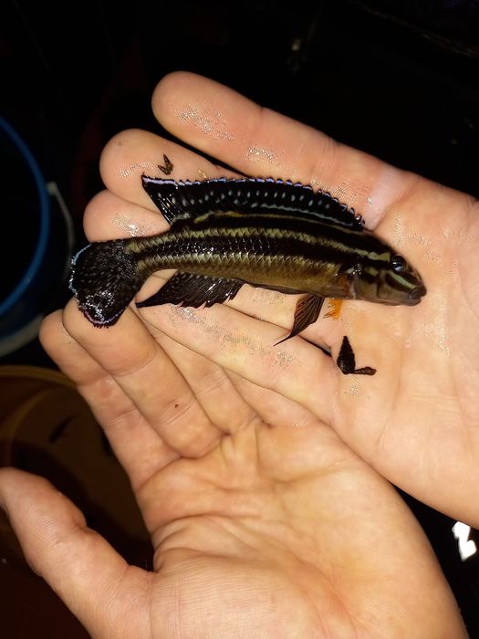 Ciclideos Tanganyika  julidochromis kipili, julis adultas