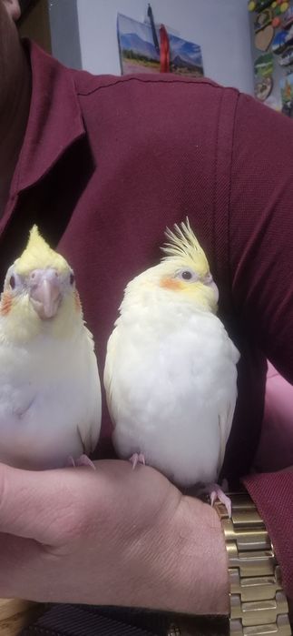 Nimfa młoda           .