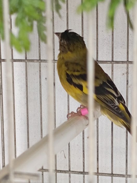 Casal cardinalitos vendo ou troco