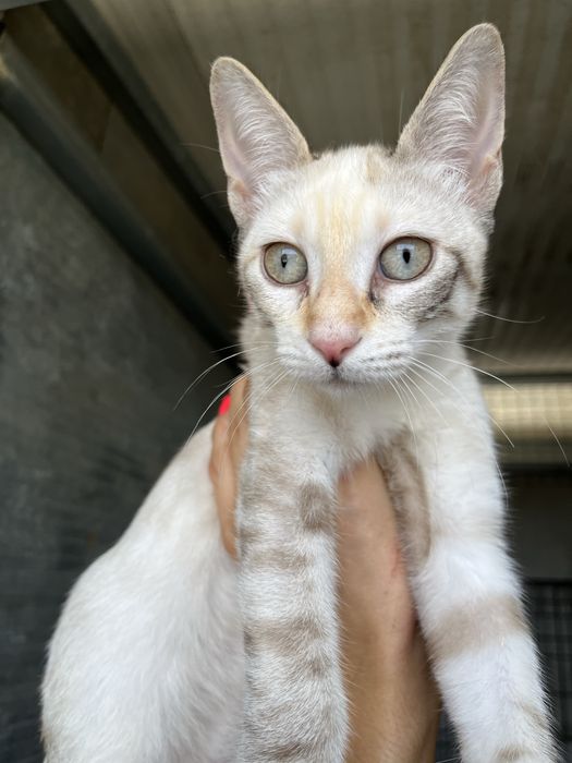 Shiva- linda gatinha muito meiga!