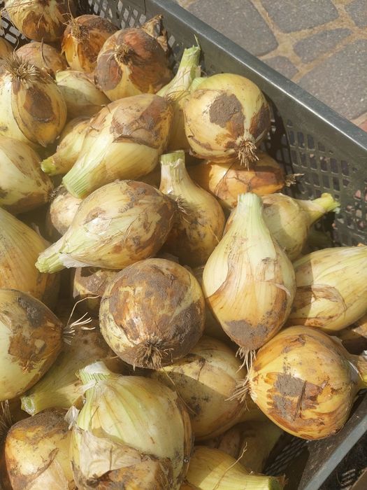 Cebula cukrowa 10 kg
