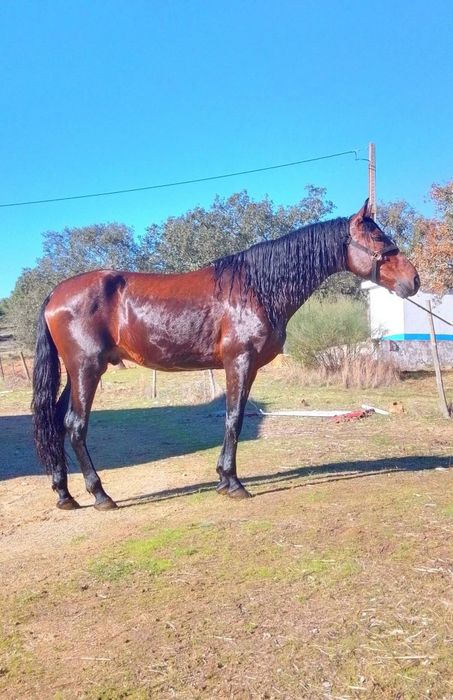Para venda ou troca cavalo muito masso