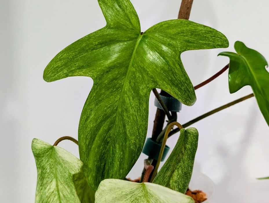 Filodendron Florida ghost philodendron