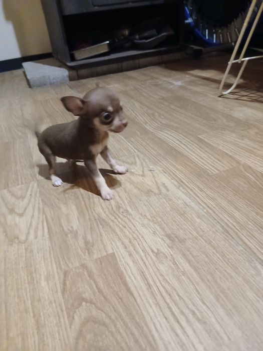 macho da raça Chihuahua, muito pequena cor chocolate