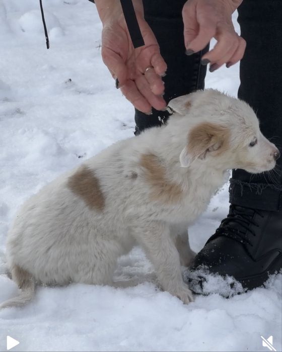 Цуценята шукають дім (від 22.10) - дівчинка