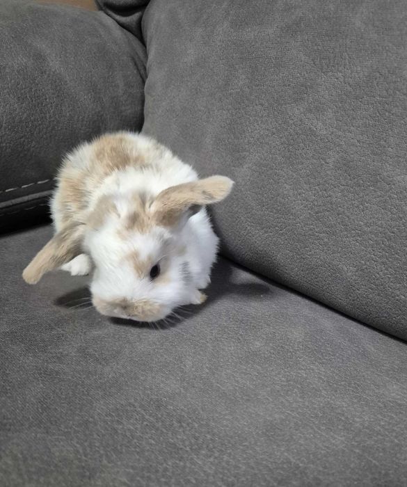 Mini Coelho Loop – Fêmeas Disponíveis