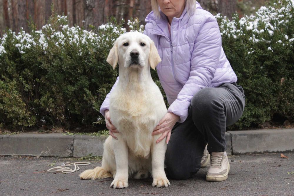 Цуценя Голден Ретривер