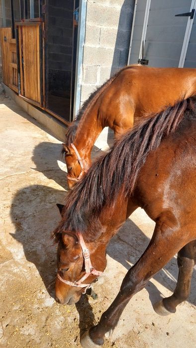 Venda de cavalos