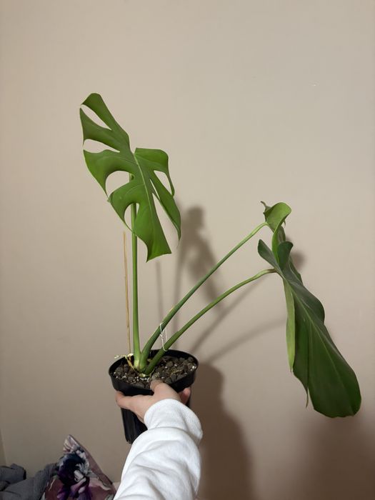 Monstera deliciosa