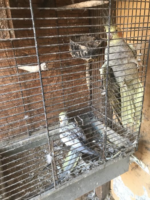 Papugi nimfy na sprzedaż