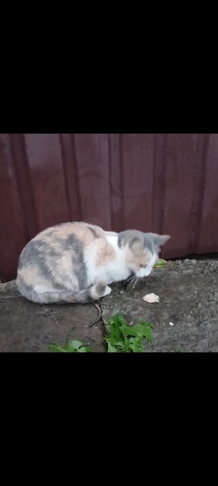 Котенок девочка бесплатно. котята. кошка. кошечка. отдам даром