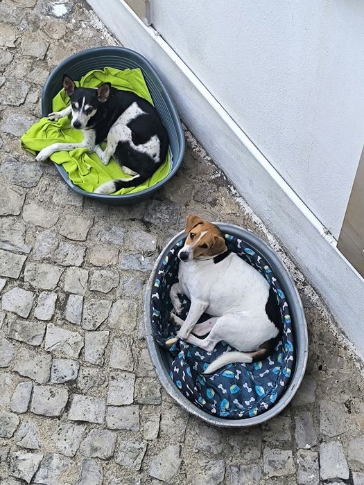 Pet sitter - cães e gatos - Lisboa