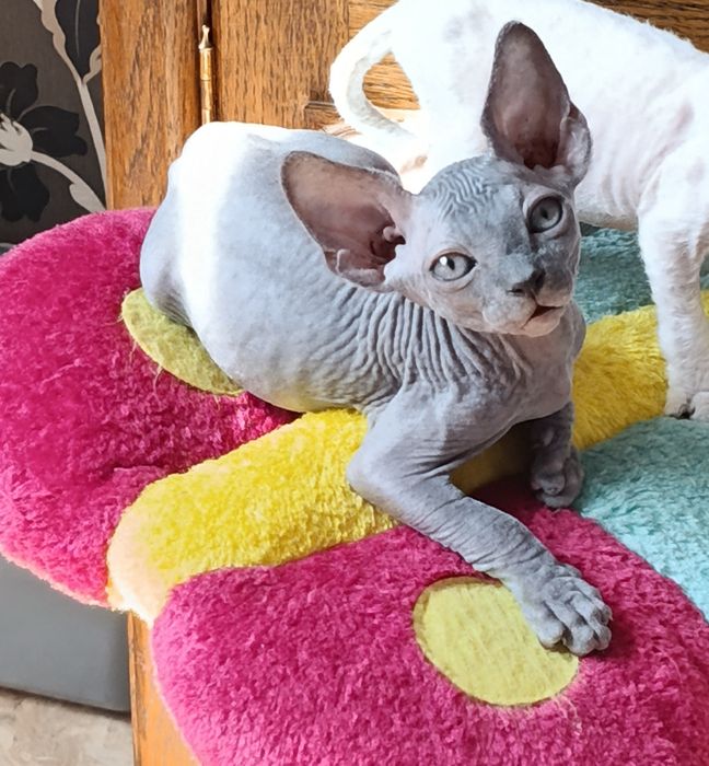 Котята сфинкс. Мальчик и девочки