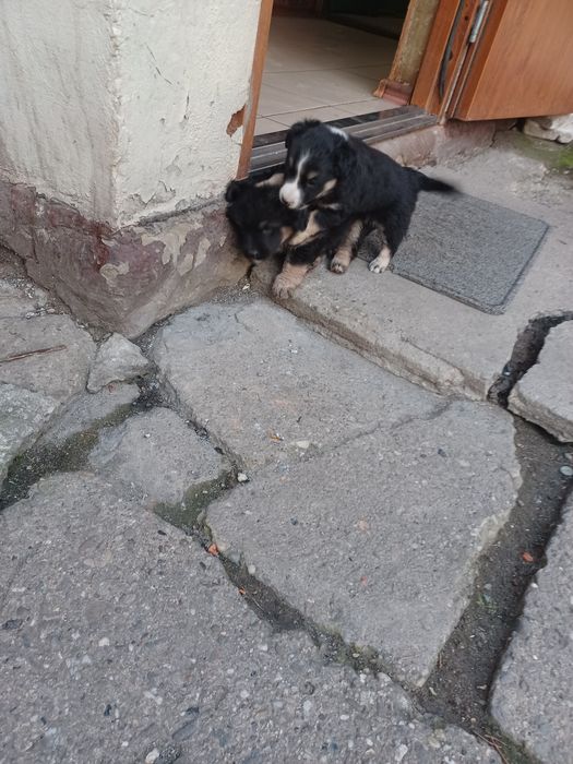 Niemiecki /border collie szczeniaczki