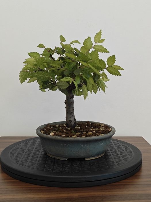 Pré-Bonsai Ulmus