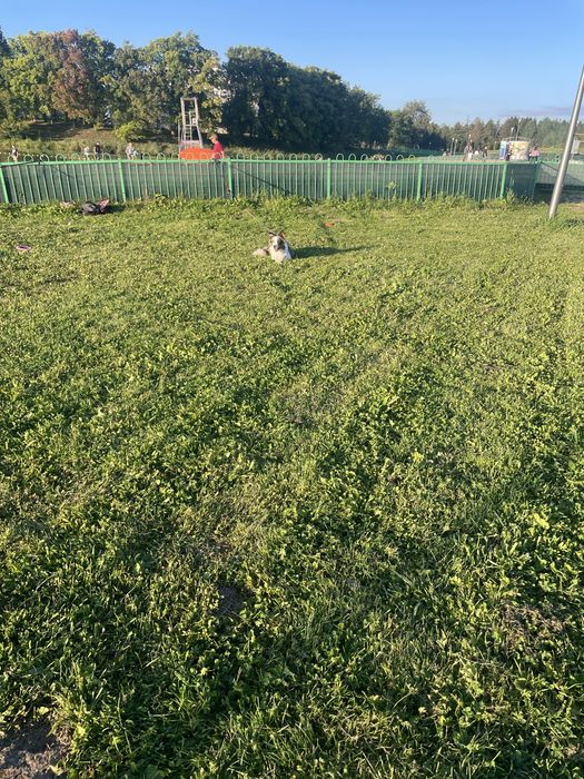 Oddam border collie za darmo