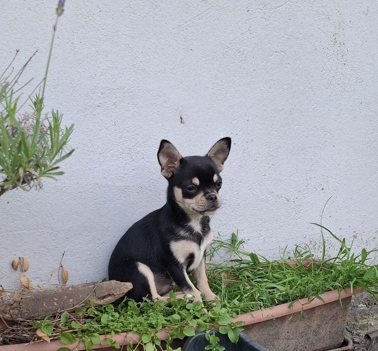Chihuahua piesek trikolor