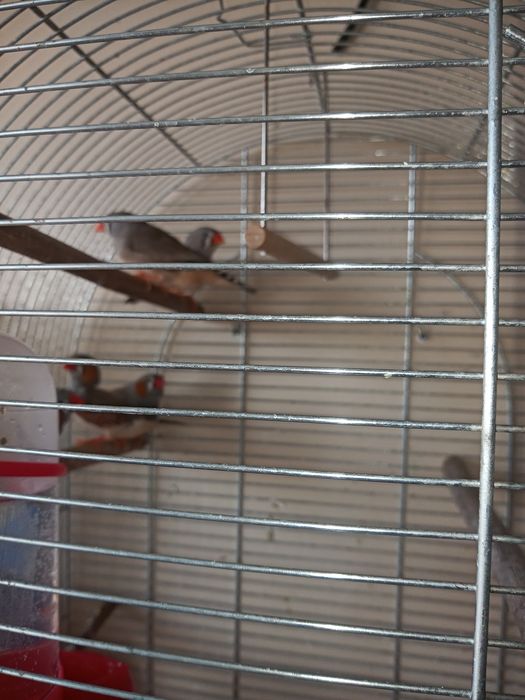 Zeberki(2 samice i 3 samce)+ klatka