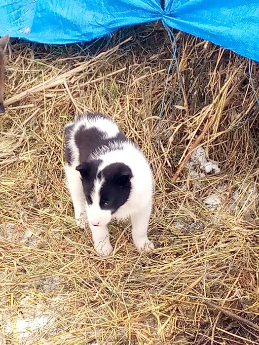 Продаю Лайки цюциня на кунку по