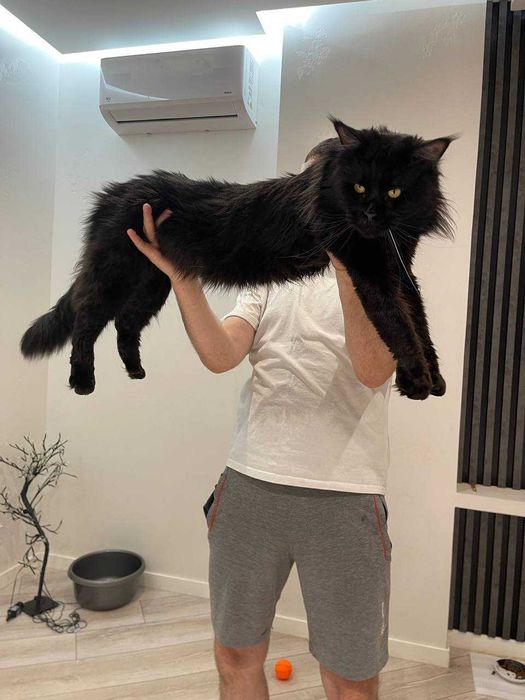 Мейн Кун чекає на в'язку кішечку