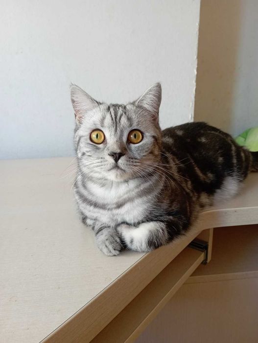 Шотоандець прямовухий стирилізований картка клуба родовіД WCF