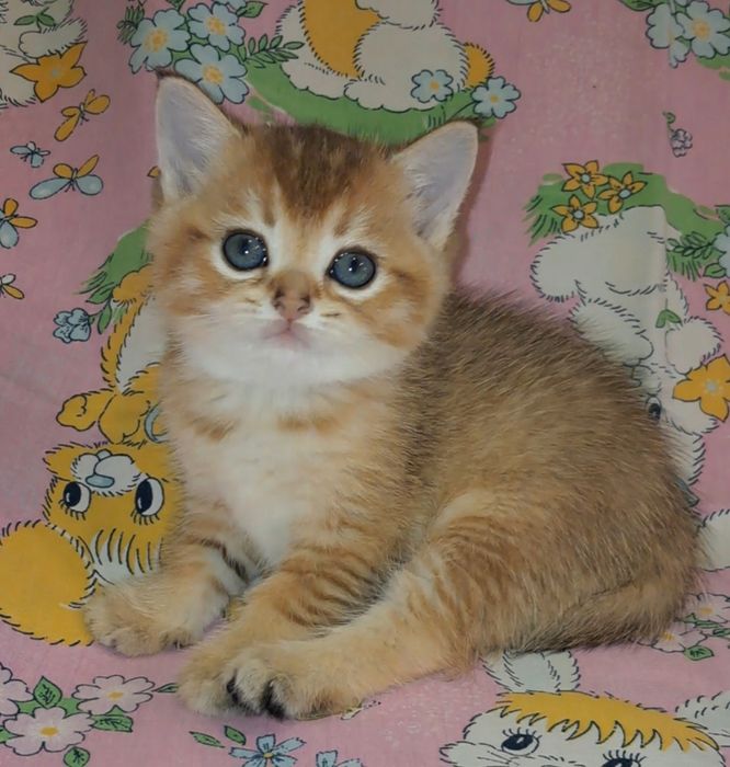 Шотландский котик золотая шиншилла