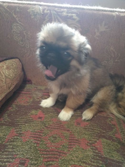 вязка та продаж королевських пекінесів