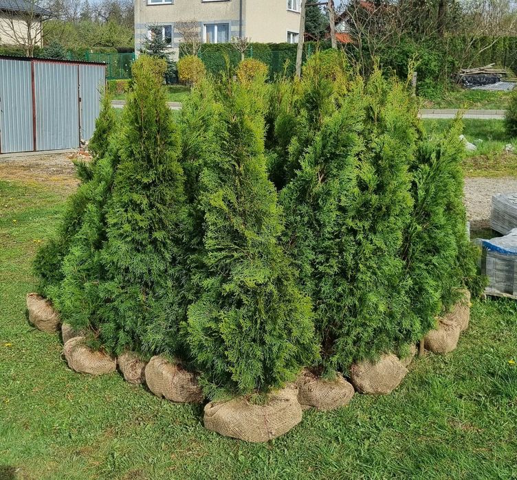 Tuje Tuja Szmaragd 140cm.