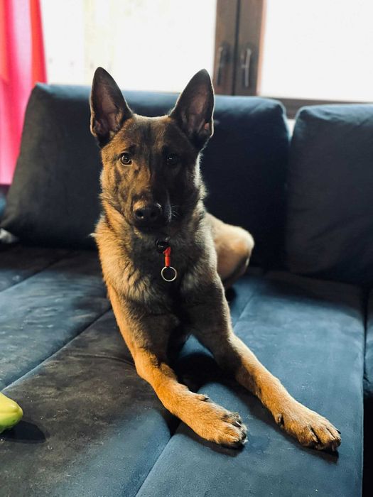 Owczarek bejgijski do świadomej adopcji!