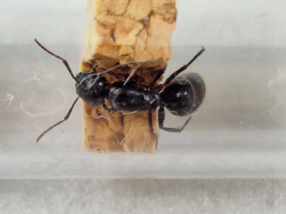 Camponotus fallax rojkowa 22.05