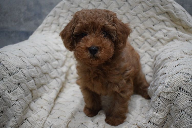 MINI RED Maleńki piesek pudel toy płowy ZKwP FCI