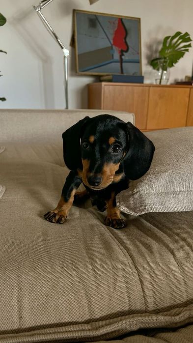 Контраст і шарм — маленькі красуні та красені