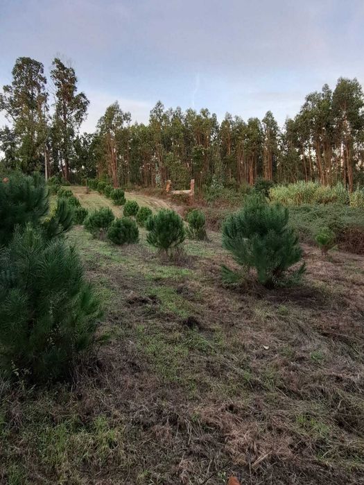Venda de terreno em Rua Rojão, Vila Nova da Rainha, Tondela