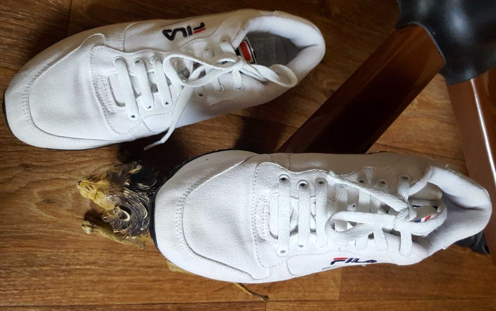 Білі кросівки fila original usa