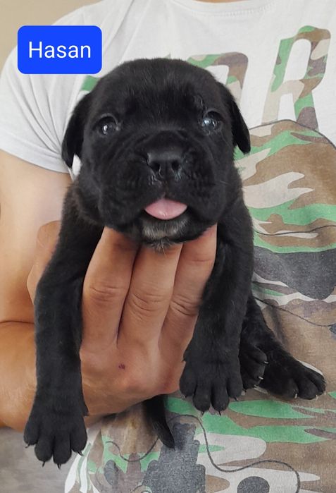 Cane Corso Szczeniak
