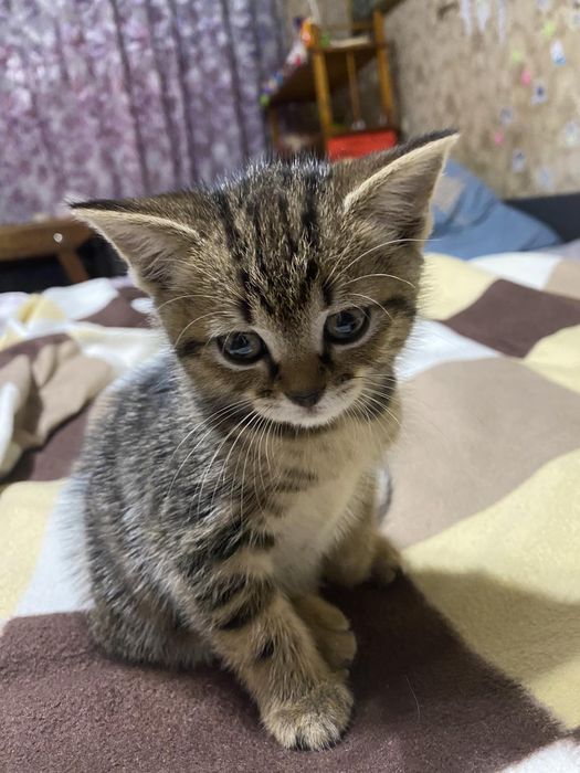 Котики породисті продам.