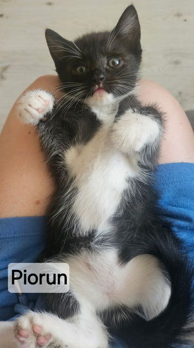 12 tygodniowe kociaki do adopcji.