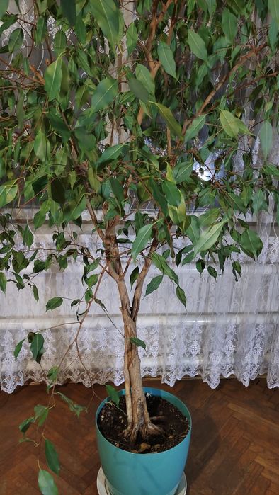 ТЕРМІНОВО! Фікус Бенджаміна