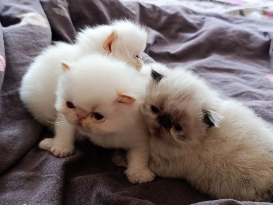 Продам чудових кошеняток